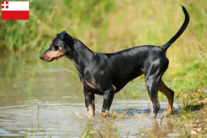 Mehr über den Artikel erfahren Deutscher Pinscher Züchter und Welpen in Utrecht