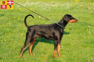 Mehr über den Artikel erfahren Dobermann Züchter und Welpen in Auvergne-Rhône-Alpes