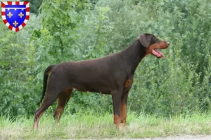 Mehr über den Artikel erfahren Dobermann Züchter und Welpen in Centre-Val de Loire