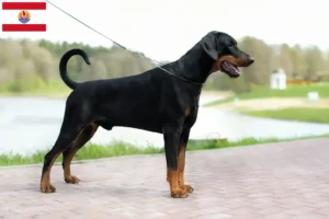 Mehr über den Artikel erfahren Dobermann Züchter und Welpen in Französisch-Polynesien