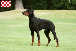 Mehr über den Artikel erfahren Dobermann Züchter und Welpen in Nordbrabant