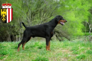 Mehr über den Artikel erfahren Dobermann Züchter und Welpen in Oberösterreich