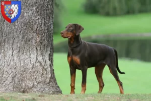 Mehr über den Artikel erfahren Dobermann Züchter und Welpen in Pays de la Loire