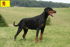 Mehr über den Artikel erfahren Dobermann Züchter und Welpen in Südholland