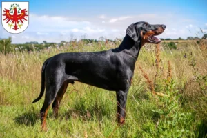 Mehr über den Artikel erfahren Dobermann Züchter und Welpen in Tirol