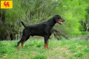 Mehr über den Artikel erfahren Dobermann Züchter und Welpen in Wallonische Region