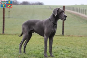 Mehr über den Artikel erfahren Dogge Züchter und Welpen in Bourgogne-Franche-Comté