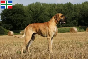 Mehr über den Artikel erfahren Dogge Züchter und Welpen in Groningen