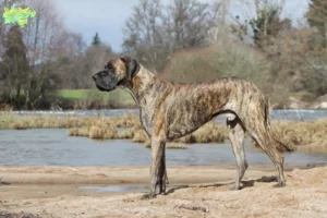 Mehr über den Artikel erfahren Dogge Züchter und Welpen in Midtjylland