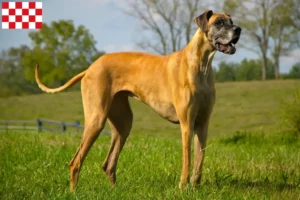 Mehr über den Artikel erfahren Dogge Züchter und Welpen in Nordbrabant