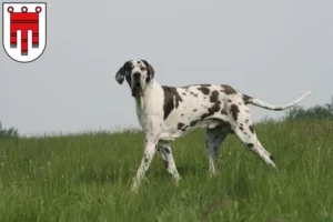 Mehr über den Artikel erfahren Dogge Züchter und Welpen in Vorarlberg