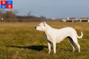 Mehr über den Artikel erfahren Dogo Argentino Züchter und Welpen in Hradec Králové