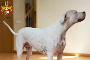 Mehr über den Artikel erfahren Dogo Argentino Züchter und Welpen in Kärnten