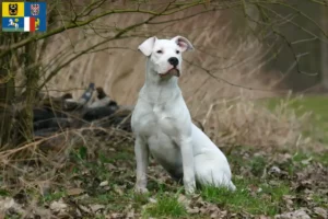 Mehr über den Artikel erfahren Dogo Argentino Züchter und Welpen in Mähren-Schlesien