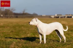 Mehr über den Artikel erfahren Dogo Argentino Züchter und Welpen in Okzitanien