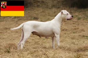 Mehr über den Artikel erfahren Dogo Argentino Züchter und Welpen in Rheinland-Pfalz