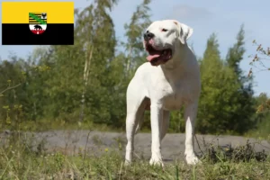 Mehr über den Artikel erfahren Dogo Argentino Züchter und Welpen in Sachsen-Anhalt