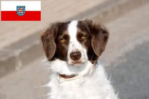 Mehr über den Artikel erfahren Drentse Patrijshond Züchter und Welpen in Thüringen