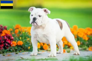 Mehr über den Artikel erfahren Englische Bulldogge Züchter und Welpen in Gelderland