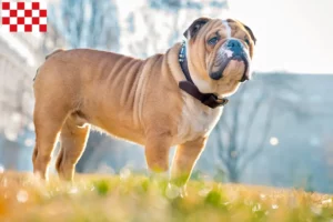 Mehr über den Artikel erfahren Englische Bulldogge Züchter und Welpen in Nordbrabant