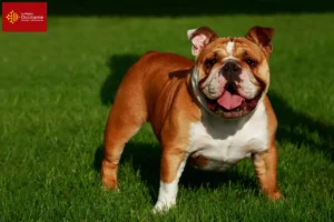 Mehr über den Artikel erfahren Englische Bulldogge Züchter und Welpen in Okzitanien