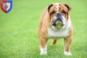 Mehr über den Artikel erfahren Englische Bulldogge Züchter und Welpen in Pays de la Loire