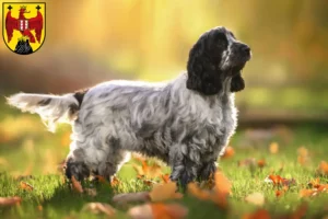 Mehr über den Artikel erfahren English Cocker Spaniel Züchter und Welpen im Burgenland