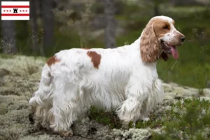 Mehr über den Artikel erfahren English Cocker Spaniel Züchter und Welpen in Drenthe