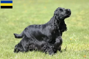 Mehr über den Artikel erfahren English Cocker Spaniel Züchter und Welpen in Gelderland