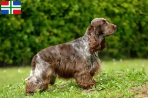 Mehr über den Artikel erfahren English Cocker Spaniel Züchter und Welpen in Groningen