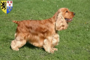 Mehr über den Artikel erfahren English Cocker Spaniel Züchter und Welpen in Hauts-de-France