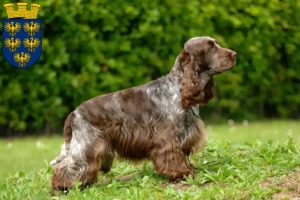 Mehr über den Artikel erfahren English Cocker Spaniel Züchter und Welpen in Niederösterreich