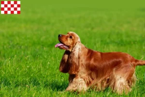 Mehr über den Artikel erfahren English Cocker Spaniel Züchter und Welpen in Nordbrabant