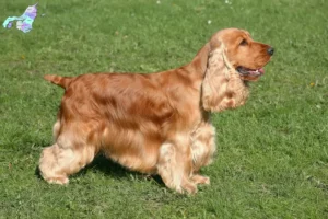 Mehr über den Artikel erfahren English Cocker Spaniel Züchter und Welpen in Nordjylland