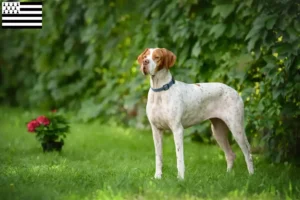 Mehr über den Artikel erfahren English Pointer Züchter und Welpen in der Bretagne