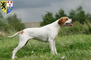 Mehr über den Artikel erfahren English Pointer Züchter und Welpen in Hauts-de-France