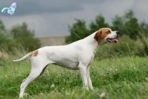 Mehr über den Artikel erfahren English Pointer Züchter und Welpen in Nordjylland