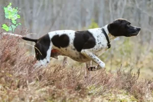 Mehr über den Artikel erfahren English Pointer Züchter und Welpen in Sjælland