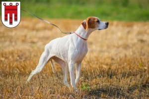 Mehr über den Artikel erfahren English Pointer Züchter und Welpen in Vorarlberg