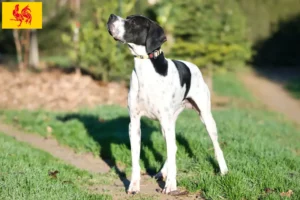 Mehr über den Artikel erfahren English Pointer Züchter und Welpen in Wallonische Region