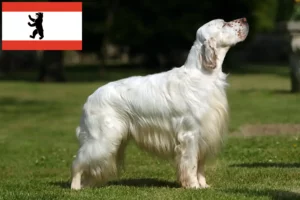 Mehr über den Artikel erfahren English Setter Züchter und Welpen in Berlin