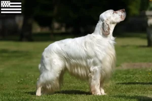 Mehr über den Artikel erfahren English Setter Züchter und Welpen in der Bretagne