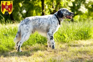 Mehr über den Artikel erfahren English Setter Züchter und Welpen im Burgenland