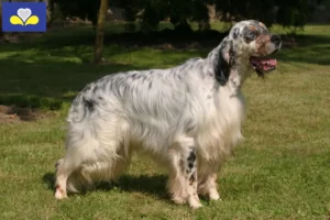 Mehr über den Artikel erfahren English Setter Züchter und Welpen in Region Brüssel-Hauptstadt