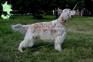 Mehr über den Artikel erfahren English Setter Züchter und Welpen in Sjælland