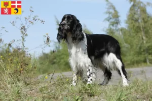 Mehr über den Artikel erfahren English Springer Spaniel Züchter und Welpen in Auvergne-Rhône-Alpes