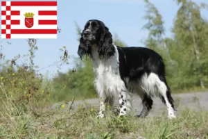 Mehr über den Artikel erfahren English Springer Spaniel Züchter und Welpen in Bremen