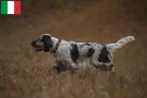 Mehr über den Artikel erfahren English Springer Spaniel Züchter und Welpen in Italien