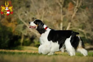 Mehr über den Artikel erfahren English Springer Spaniel Züchter und Welpen in Kärnten