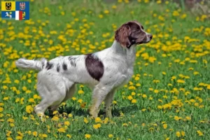 Mehr über den Artikel erfahren English Springer Spaniel Züchter und Welpen in Mähren-Schlesien